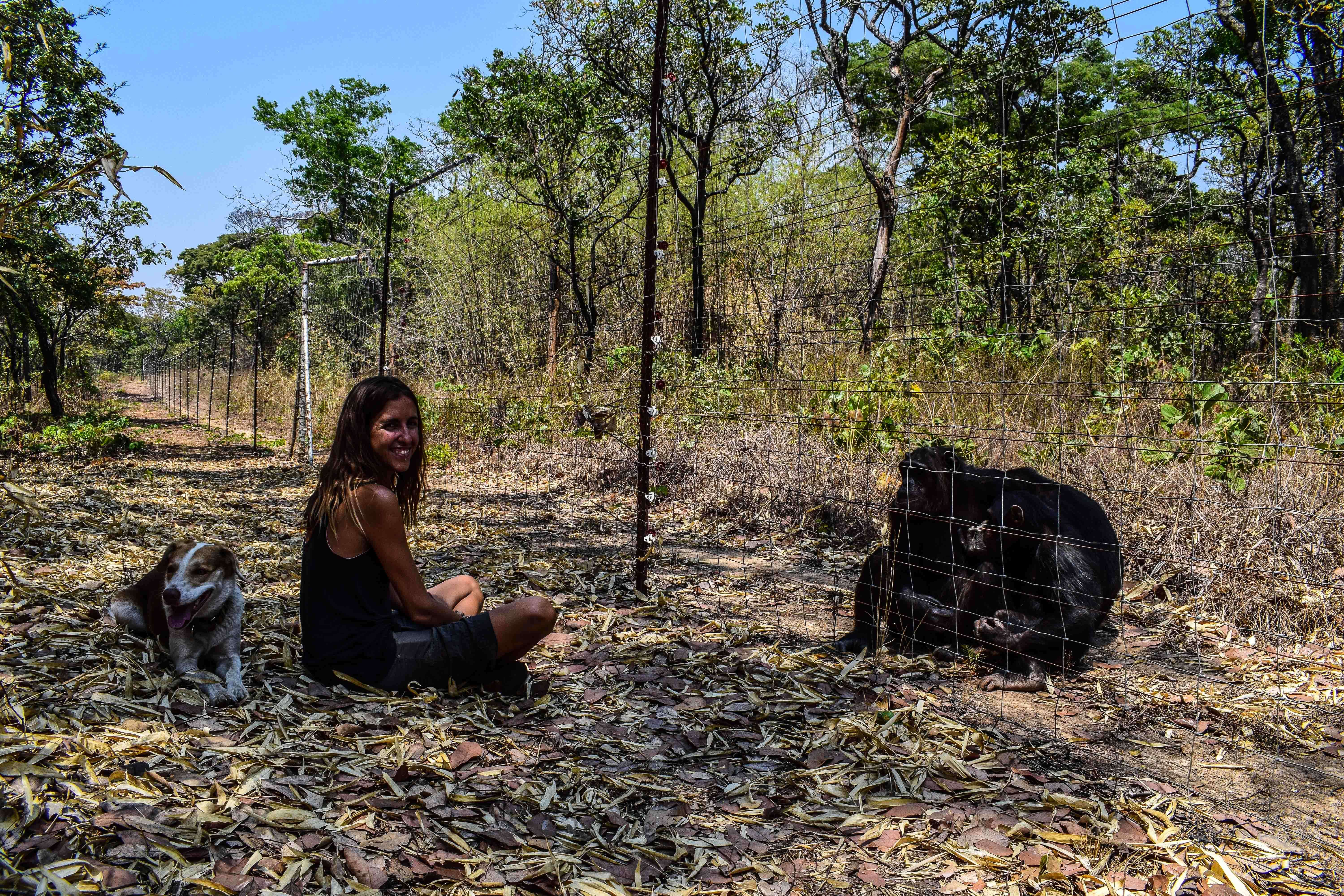 Dog lying behind woman at chimpanzee sanctuary