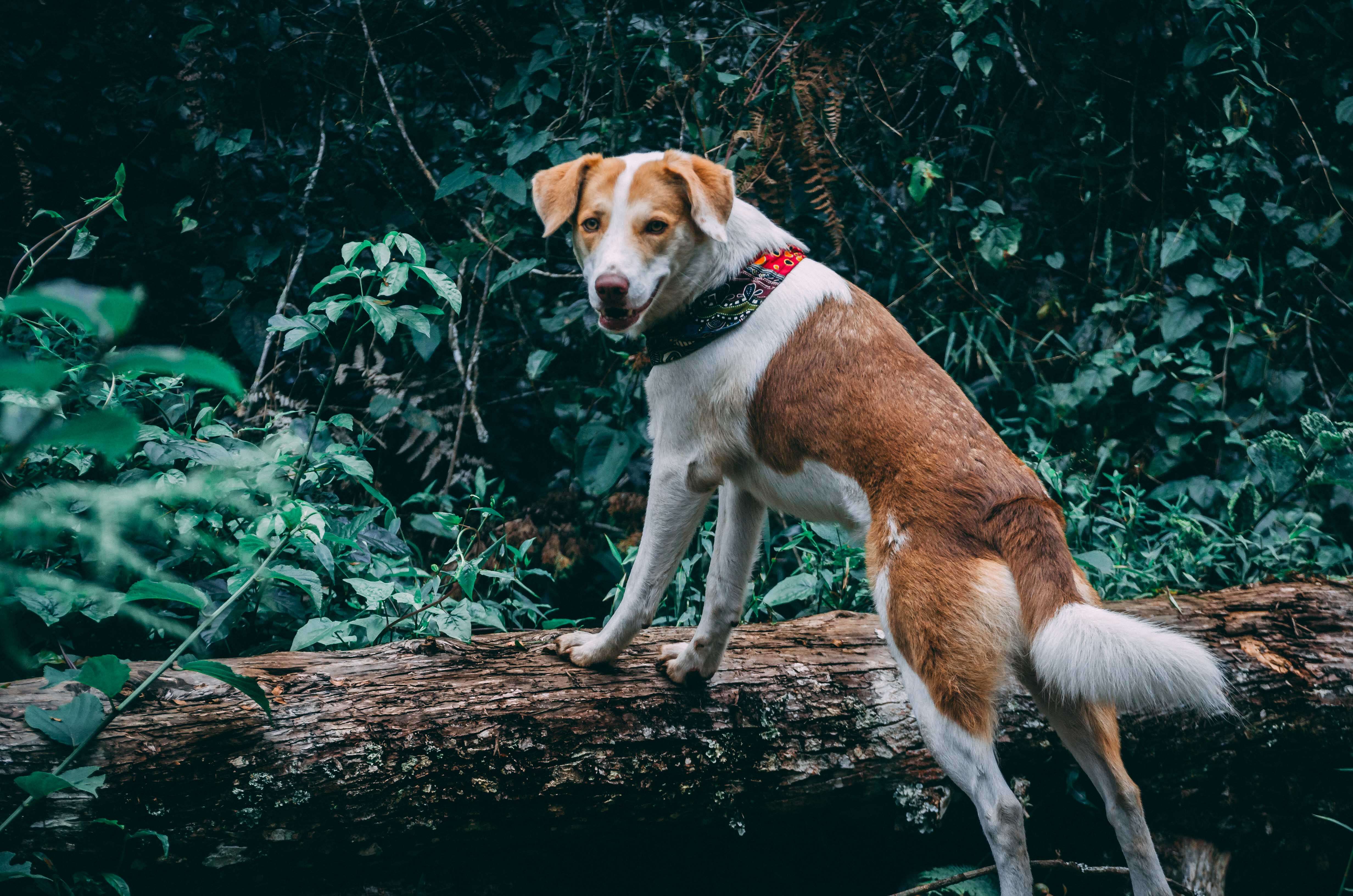 Dog with collar standing up on a log