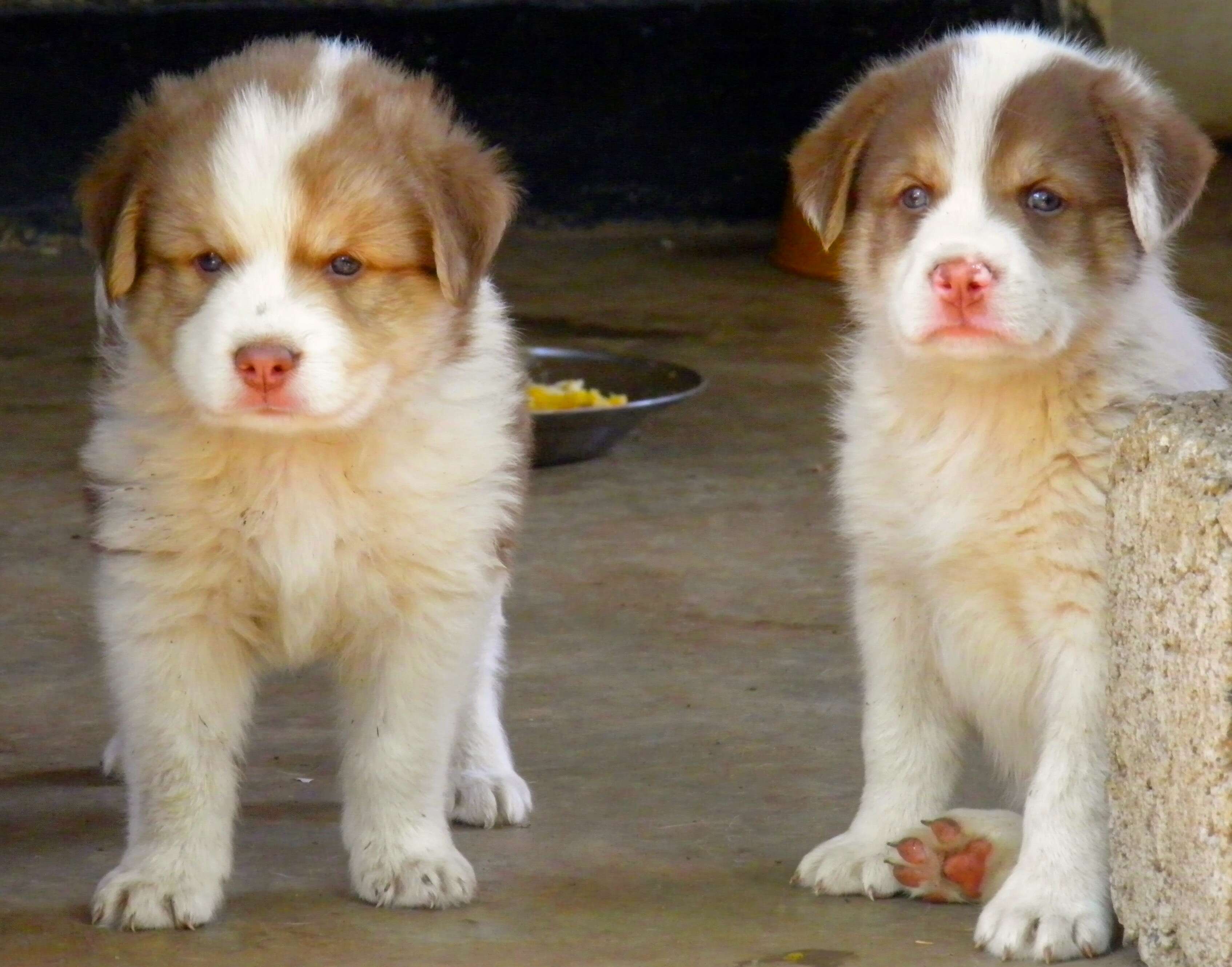 Two puppies posing together