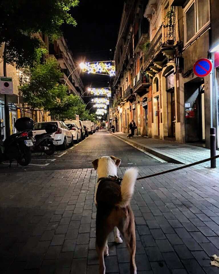 Dog looking down street in Europe