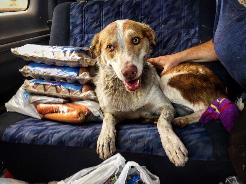 Dog lying on car seat