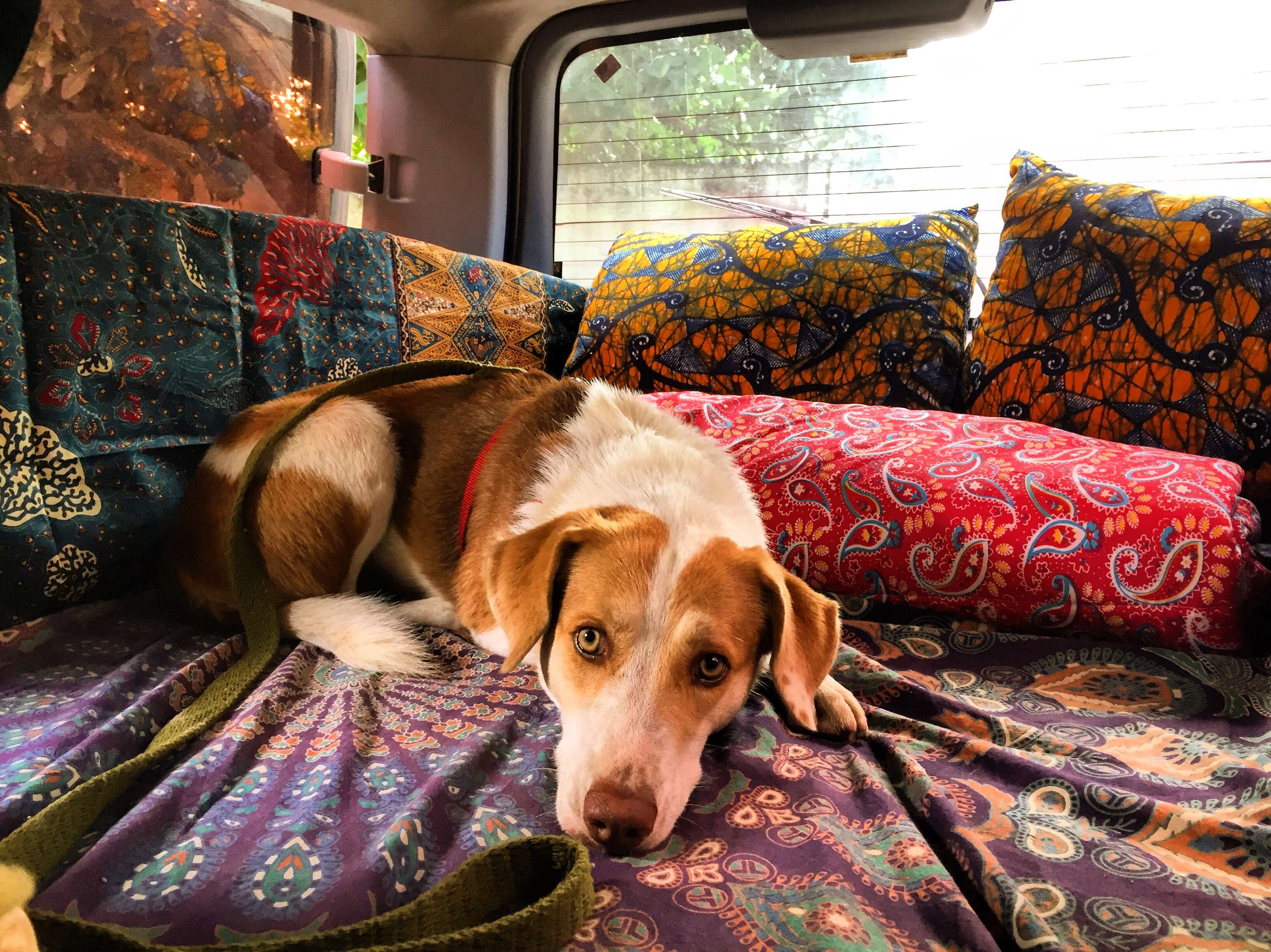 Woman petting dog in the back of a van