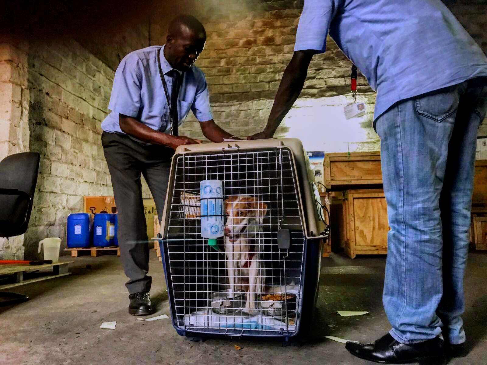 Dog in travel crate at African airport