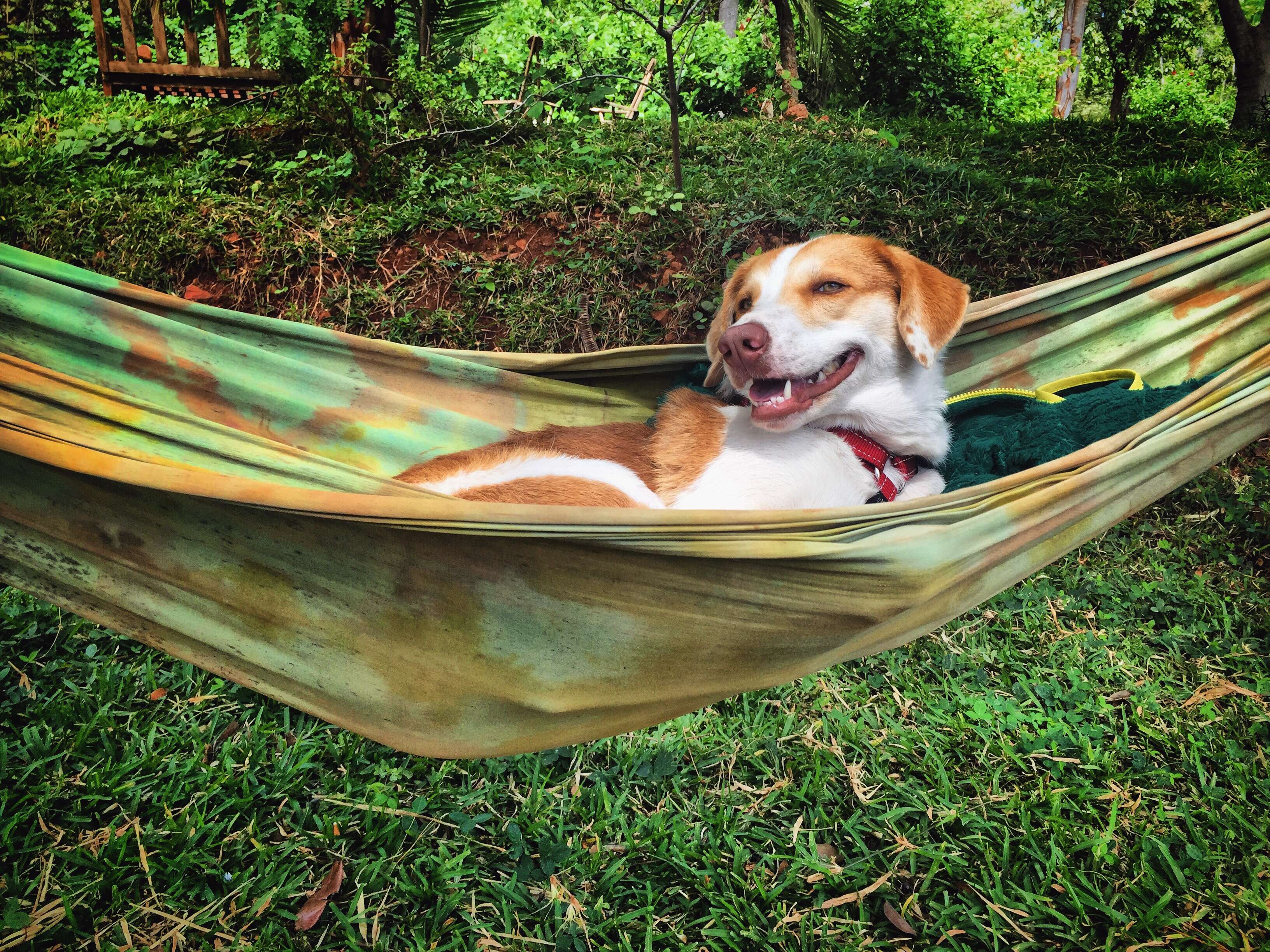 Dog lying in hammock