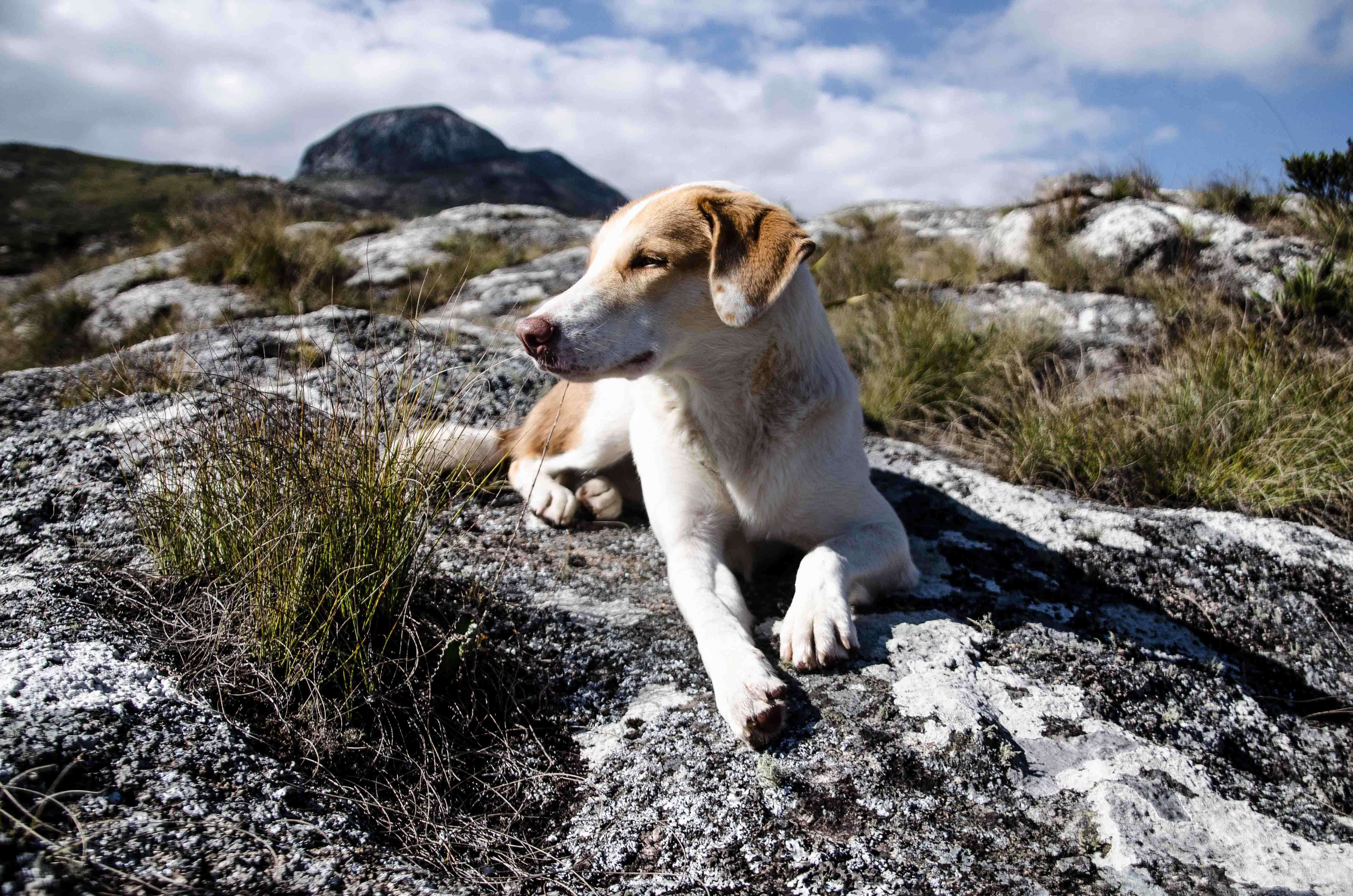 Dog lying on top of mountain