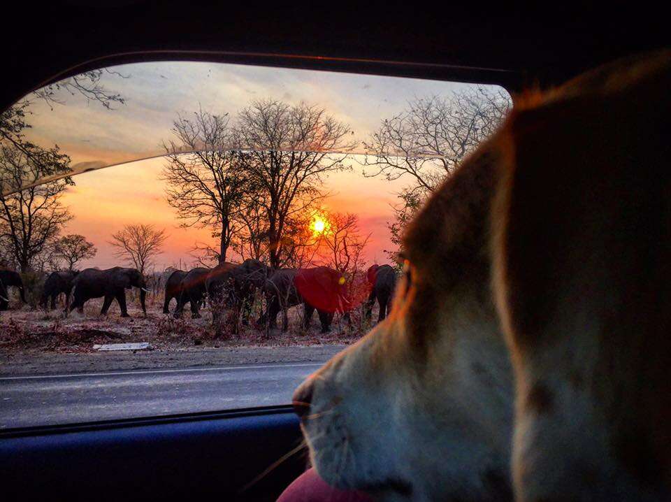 Dog looking outside at wild elephants