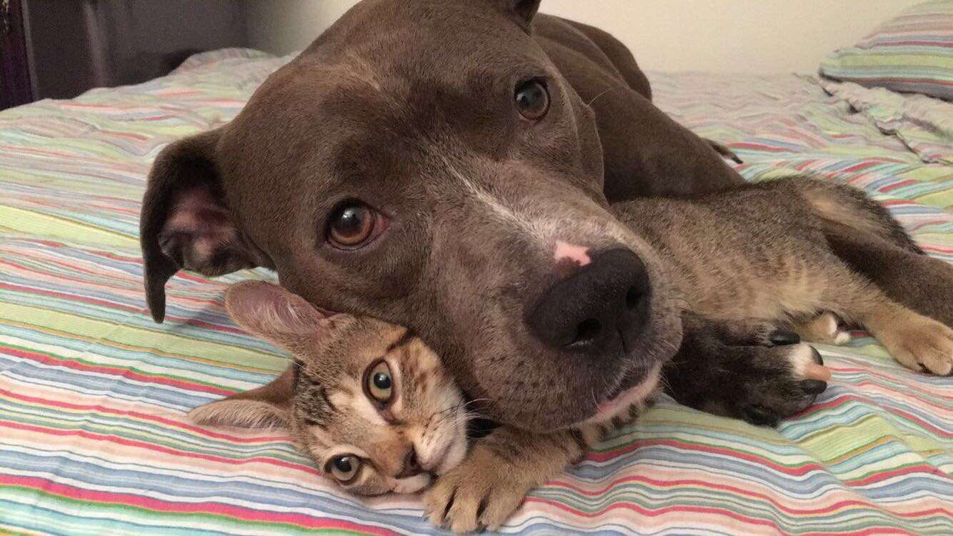 dog cats and rats