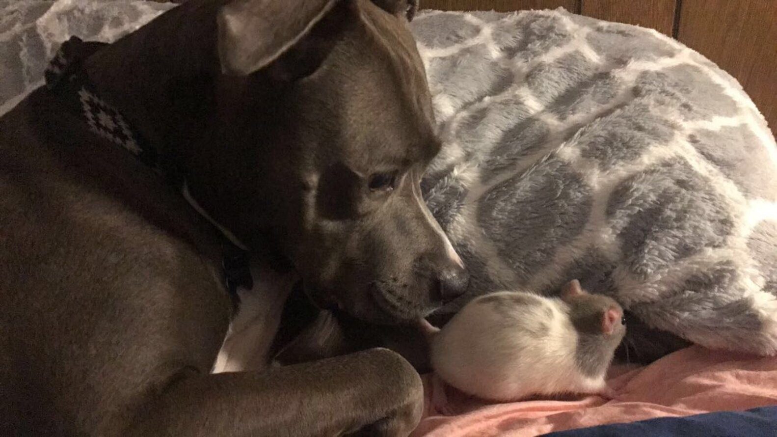 Dogs, Cats and Rats? This Family Of Rescues Gets Along Perfectly The Dodo