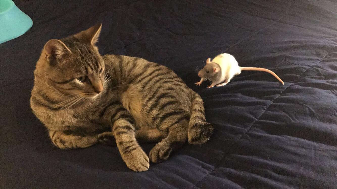 dog cats and rats
