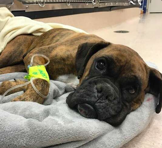 boxer rescue puppy mill pennsylvania