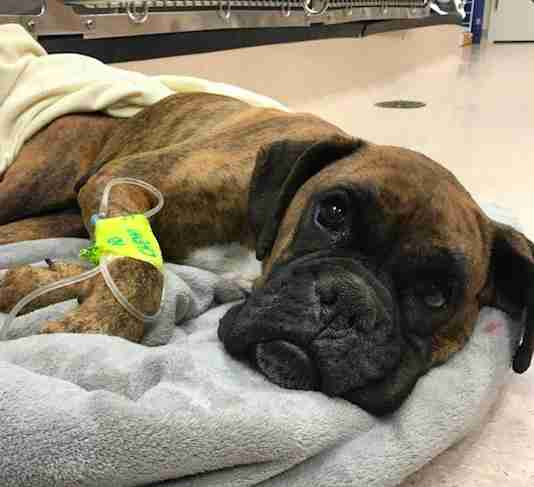 Boxer Makes Miraculous Recovery From Life At Amish Puppy ...