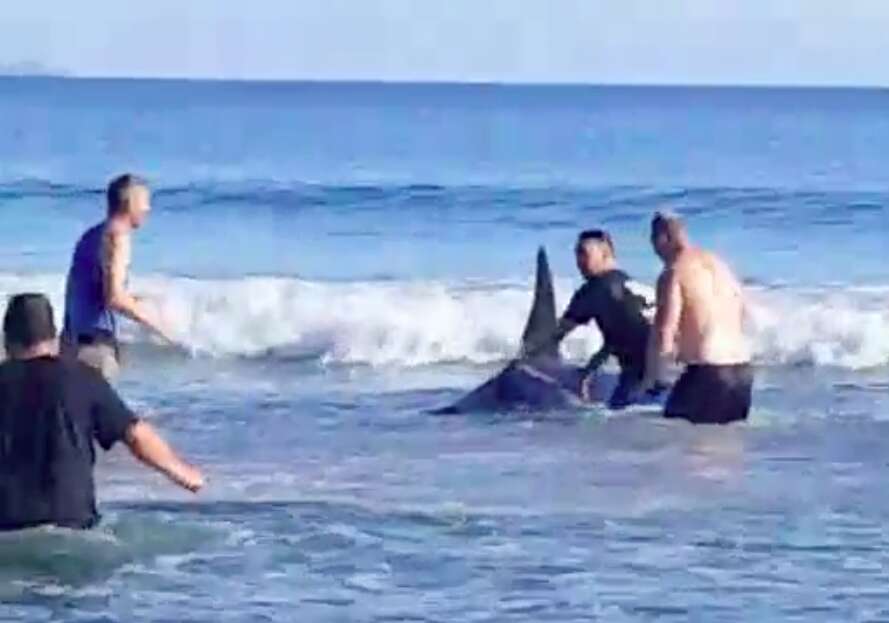 Men pushing wild orca into the ocean