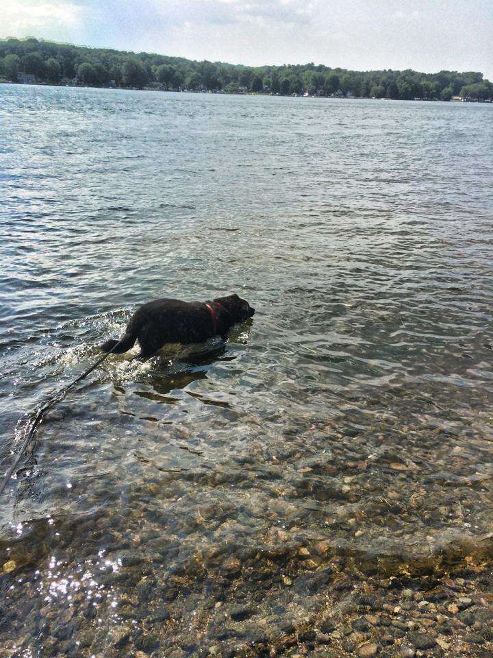 Reagan the dog swimming in Cuba Lake