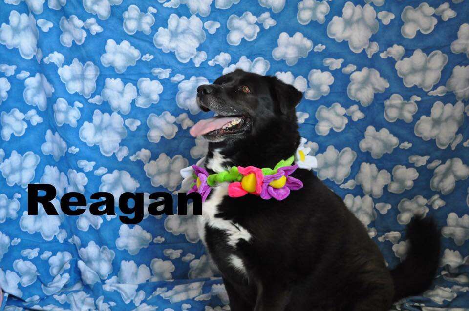 Reagan the dog dressing up 