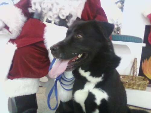 Reagan the shelter dog meets Santa