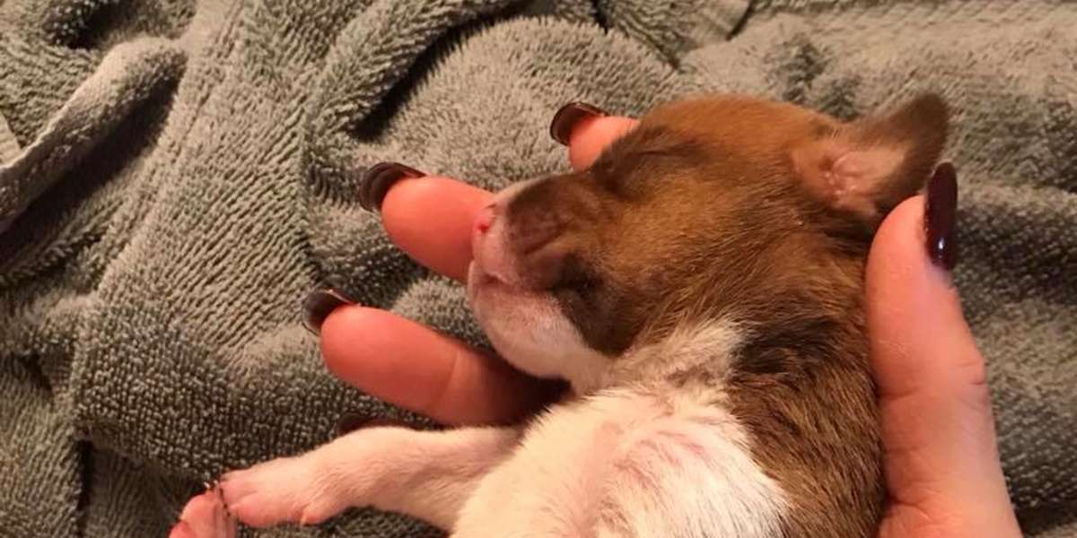 Woman Hears Crying On Train Tracks — And Finds Tiniest Puppy Tied Down