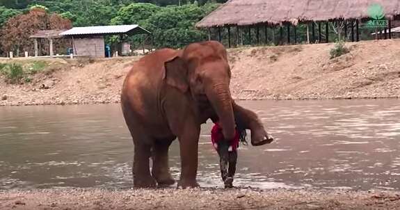 Elephant wrapping her leg protectively around woman