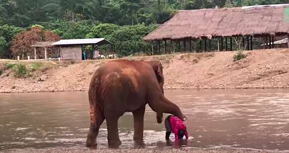Elephant holds her foot over woman