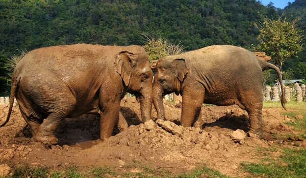 Mother and daughter elephant standing head to head