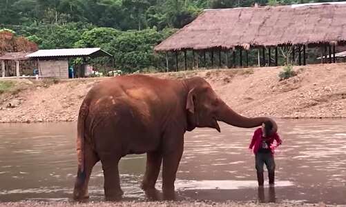 Elephant touching woman with her trunk