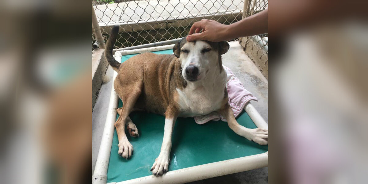 Dog With Injured Leg Captures Shelter Volunteer's Heart - The Dodo