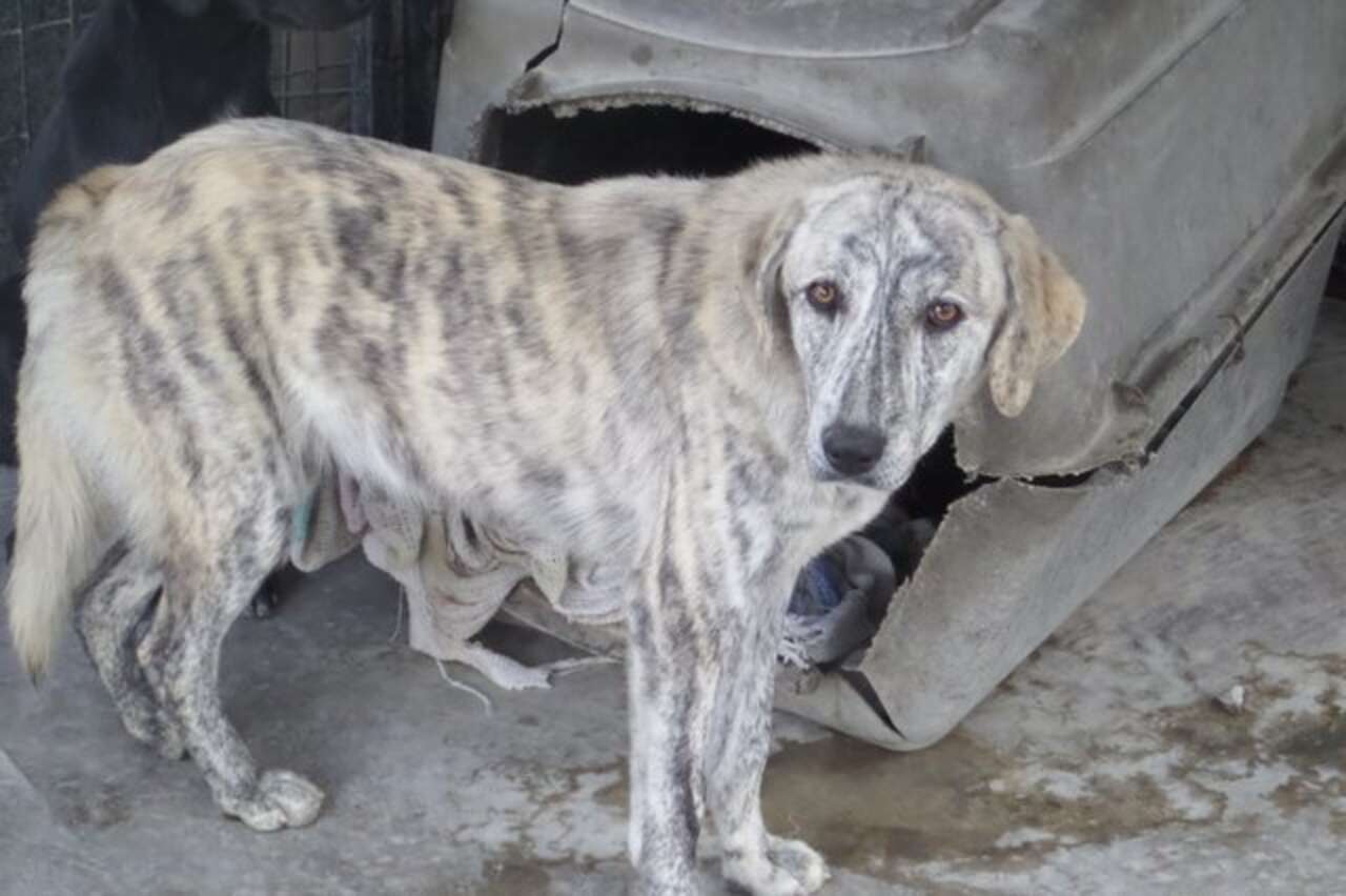 Heroin-Addicted Dog Nesha Is Clean And Has A New Family - The Dodo
