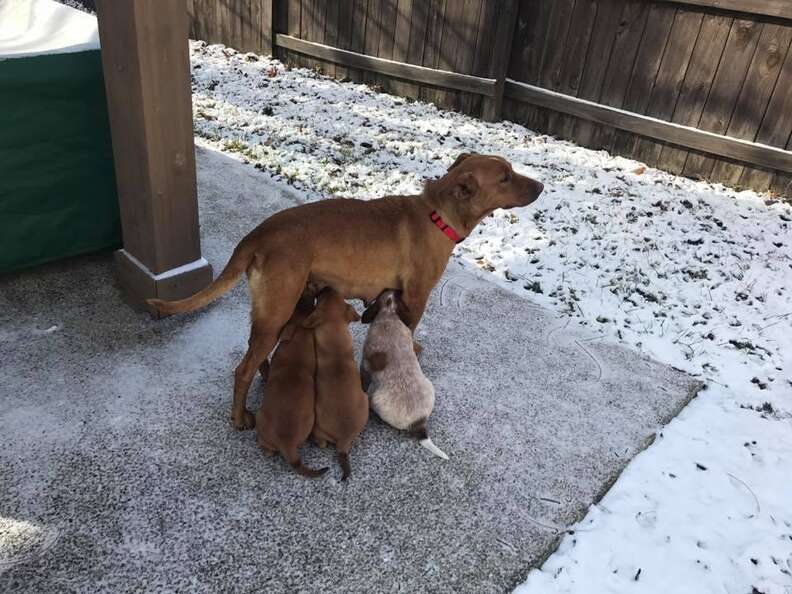 abandoned dog and her puppies