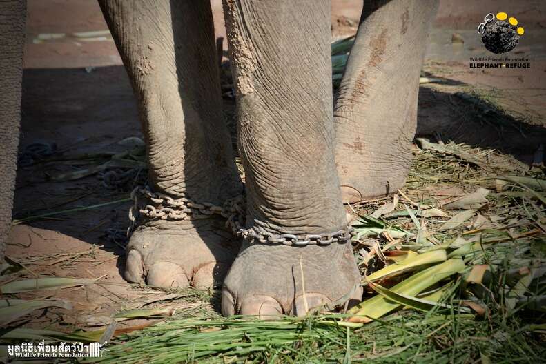 Chained elephant in Thailand