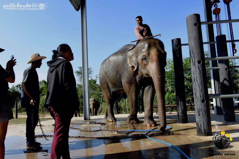 Captive elephant being temporarily transferred to Thai sanctuary