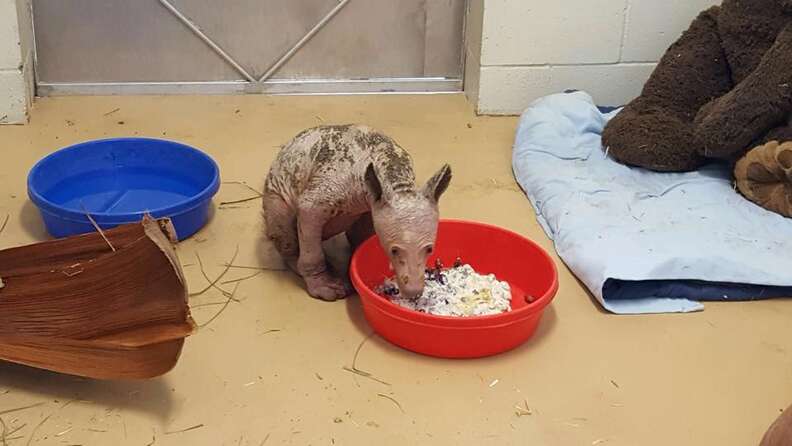 Bald bear with mange at rescue center in California