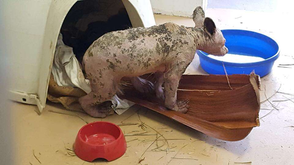 Bald bear with mange at rescue center in California