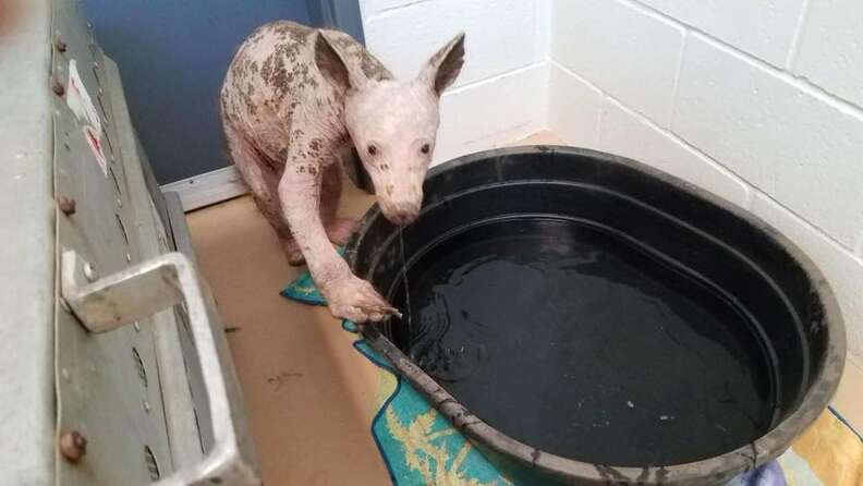 Bald bear with mange at rescue center in California