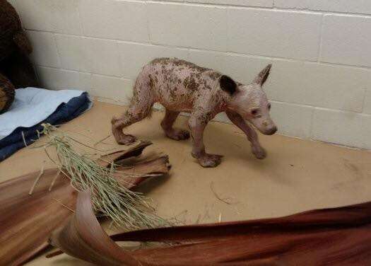 Bald bear with mange at rescue center in California