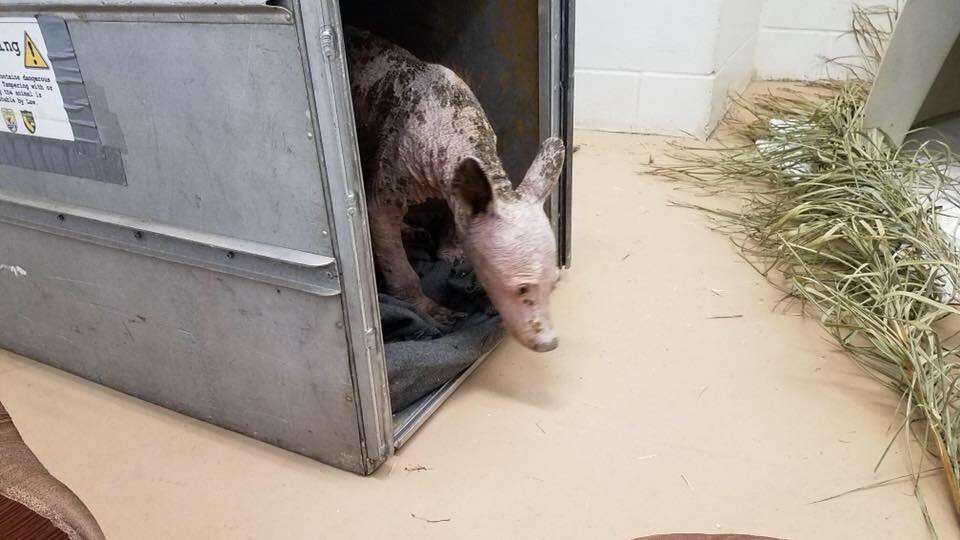 Bald bear with mange at rescue center in California