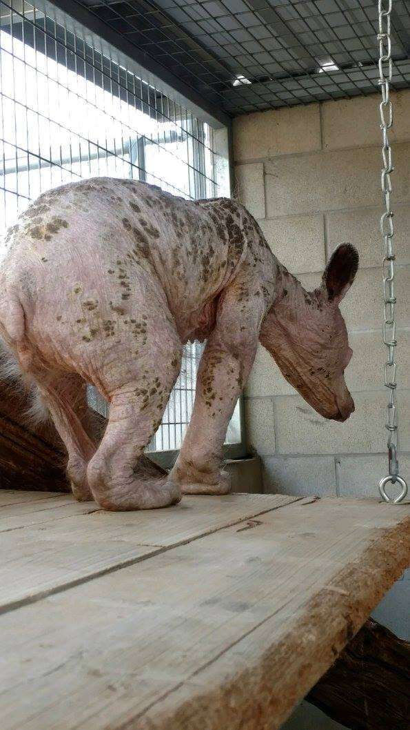 Bald bear with mange at rescue center in California