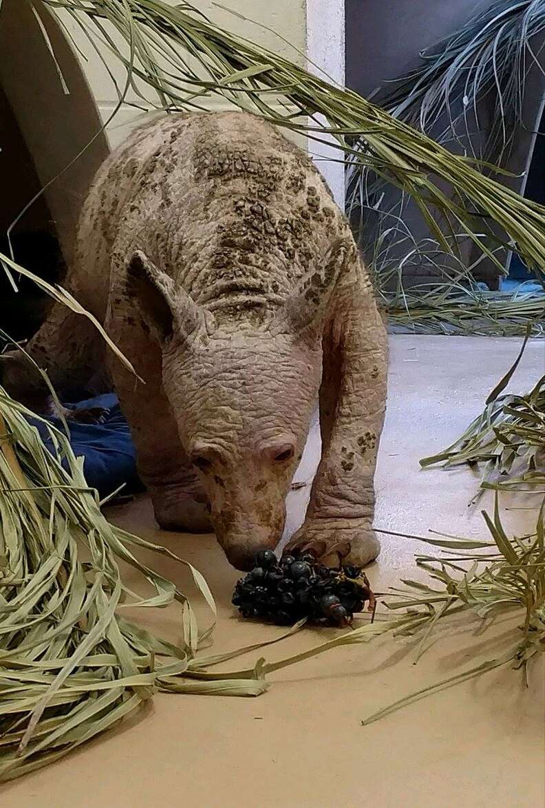 Bald bear with mange at rescue center in California