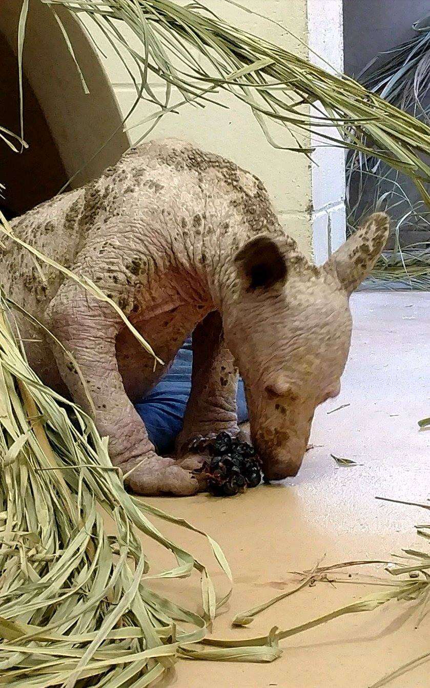 Bald bear with mange at rescue center in California