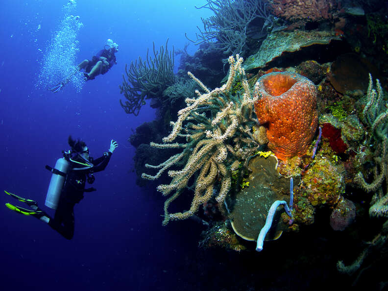 the dropoff at West Caicos wall