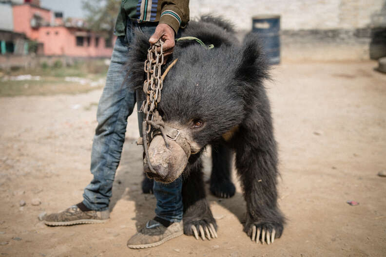 Man holding dancing bear by chain