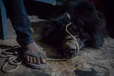Man standing on rope attached to dancing bear