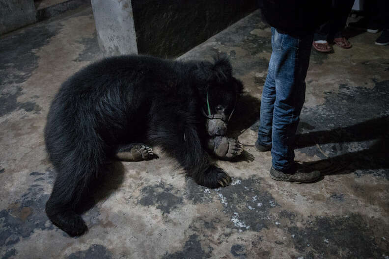 Bear lying on dark, dirty floor