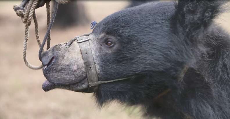 Dancing bear chained by the snout