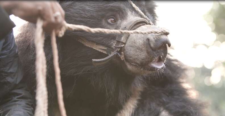 Dancing bear tethered by snout