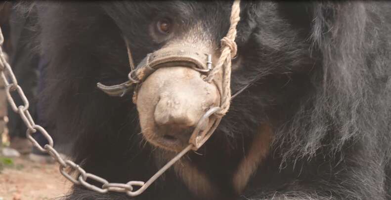 Dancing bear chained up by snout