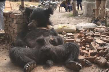 Dancing bear chained up outside