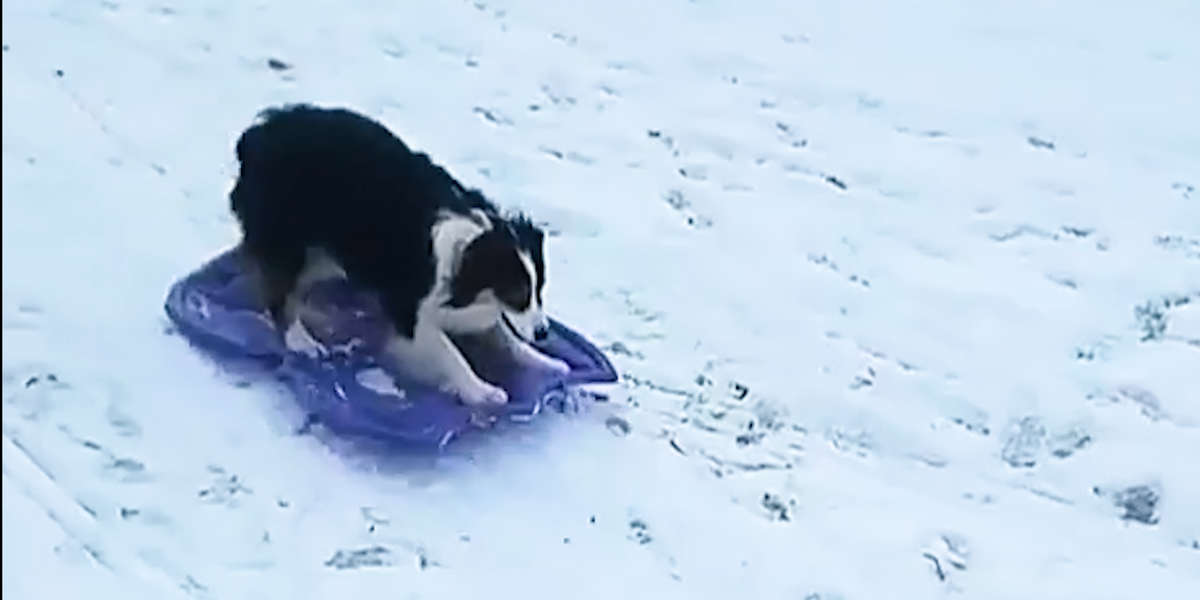 Super Smart Dog Takes Herself Sledding Videos The Dodo