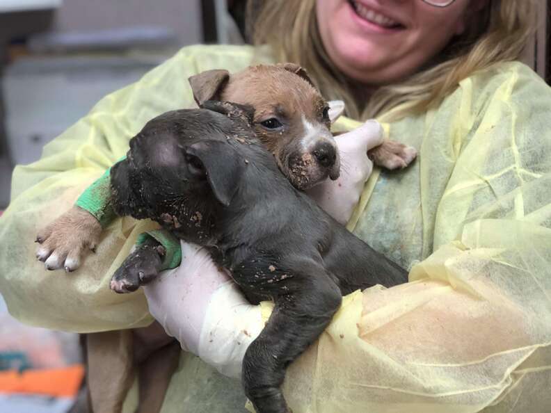 frozen puppies found in box