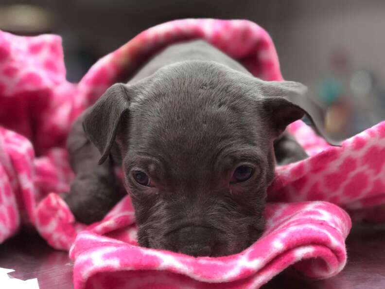 frozen puppies found in box