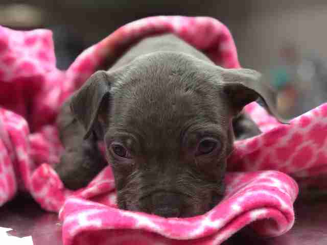 frozen puppies found in box