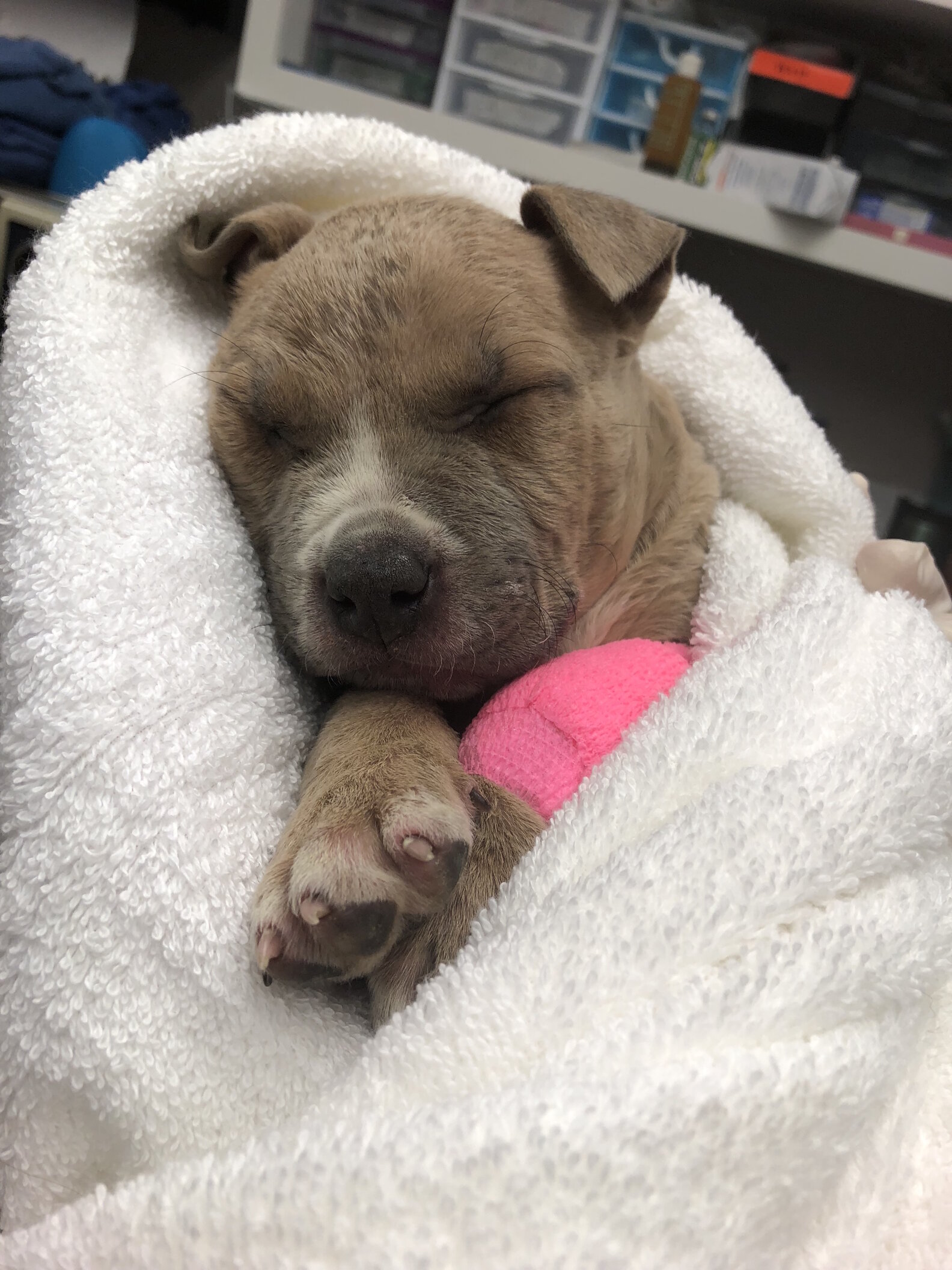 Two Frozen Puppies Abandoned Inside A Box Get Help Just In Time - The Dodo